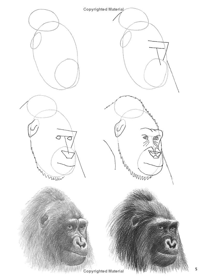 How to Draw: African Animals Book