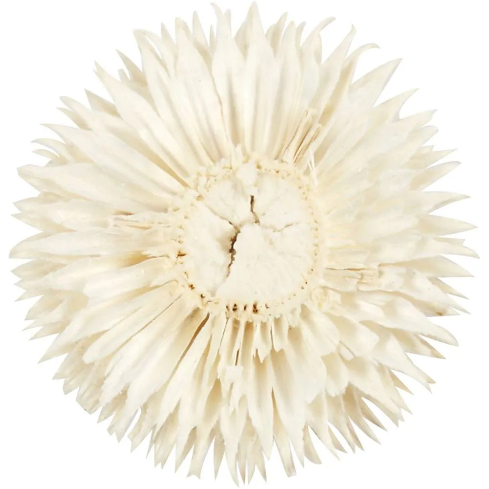 Dried Flower Heads (6 Pack)