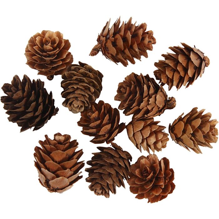 Collection of brown pine cones on a white background