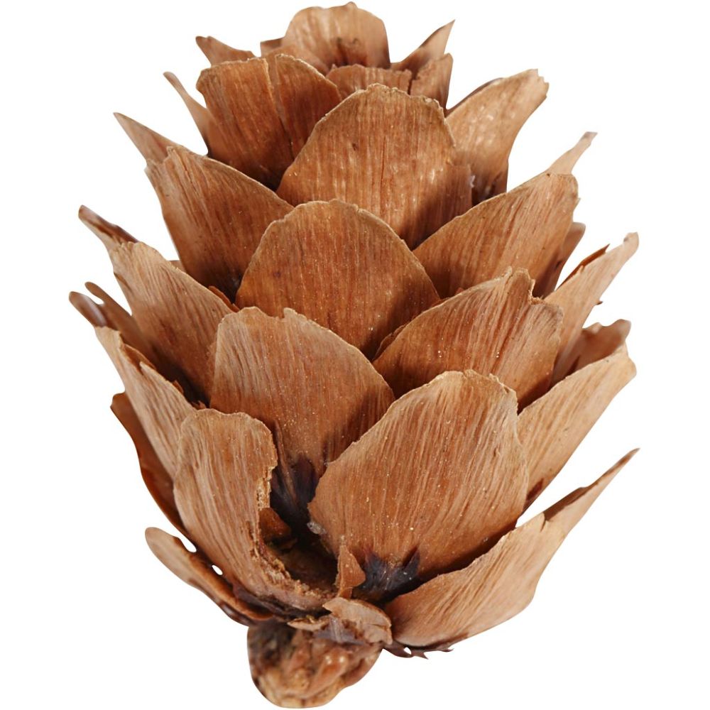 Larch Cones (12 Pack)