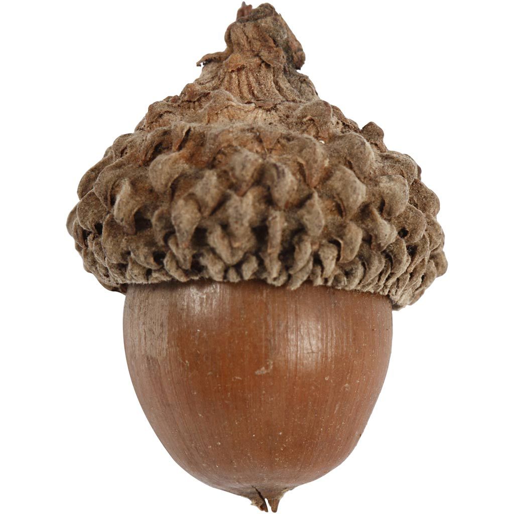 Acorns with Cup (12 Pack)