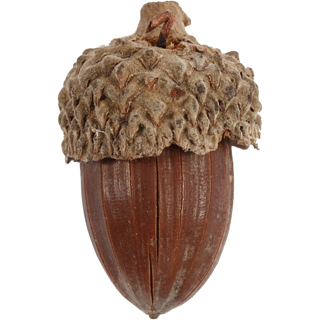 Acorn