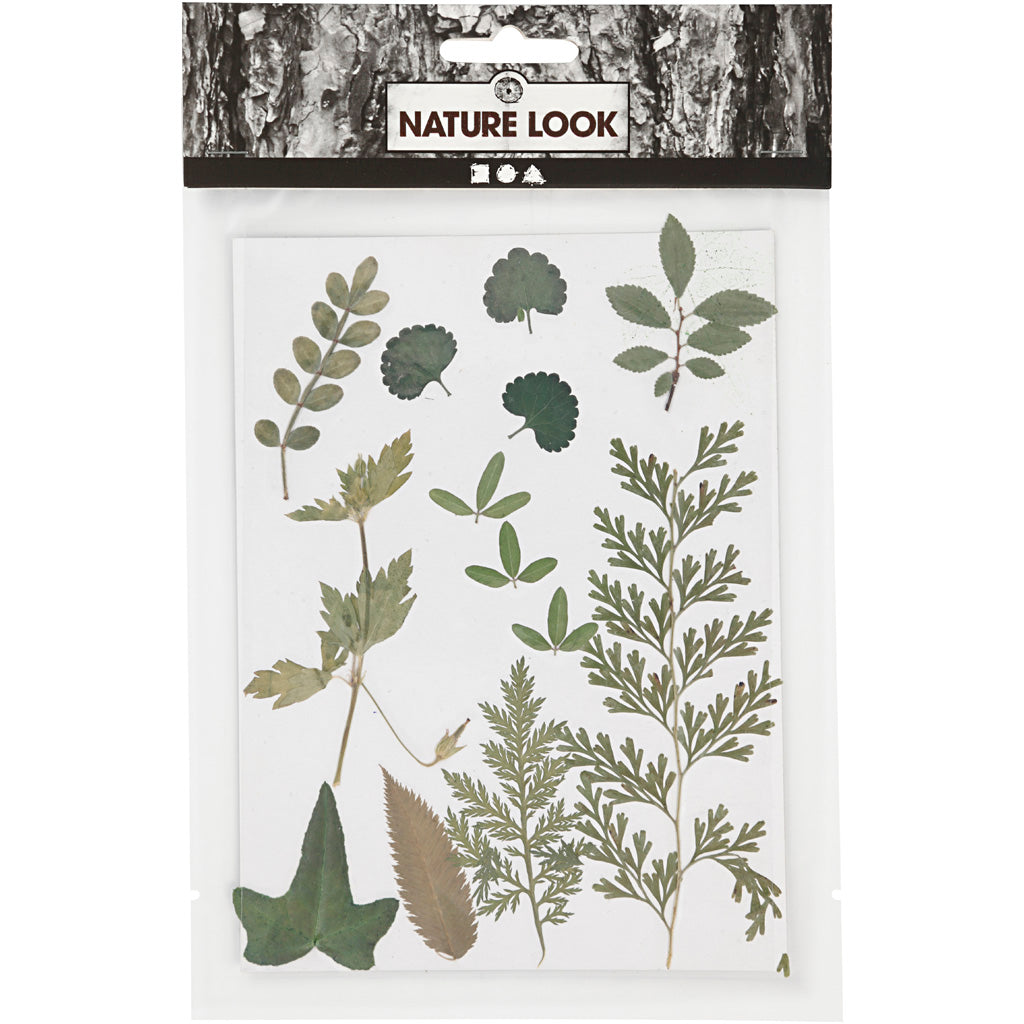 Pressed Flowers and leaves