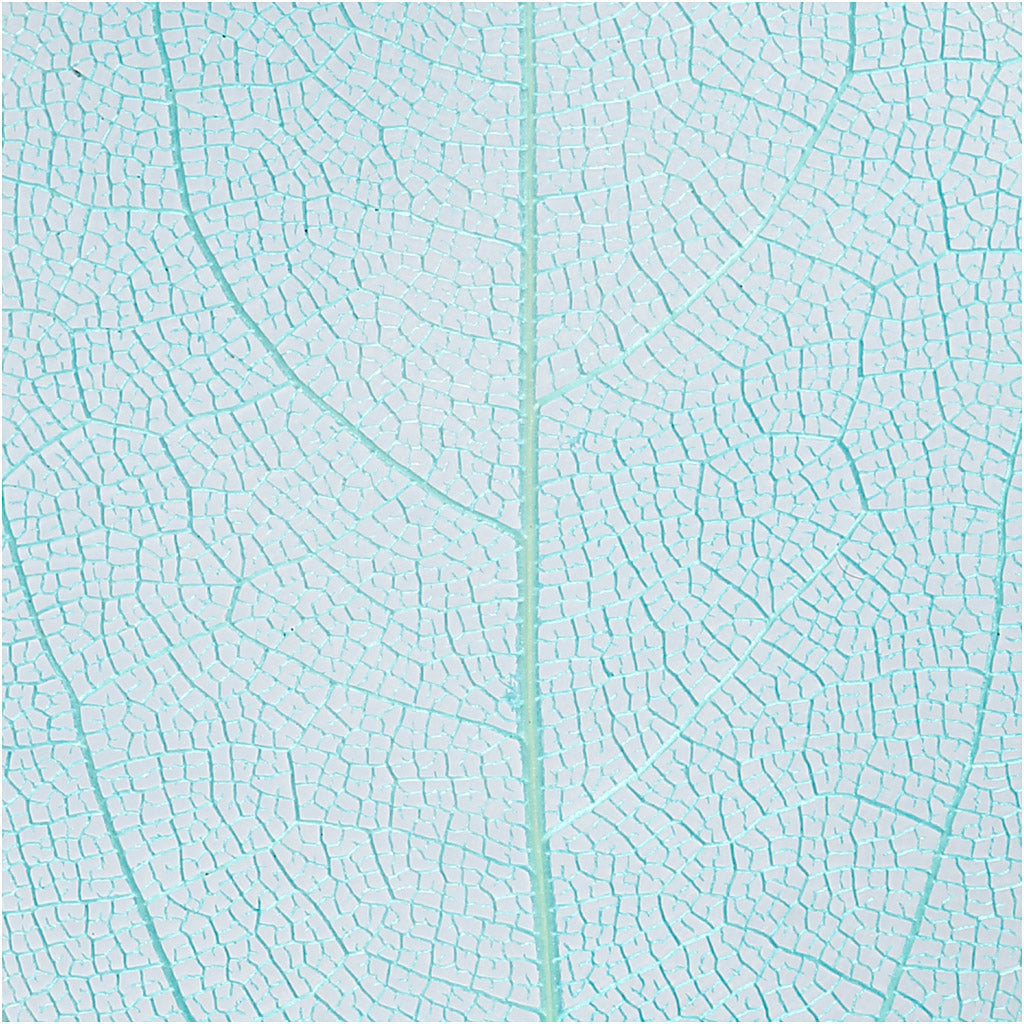 Skeleton leaves