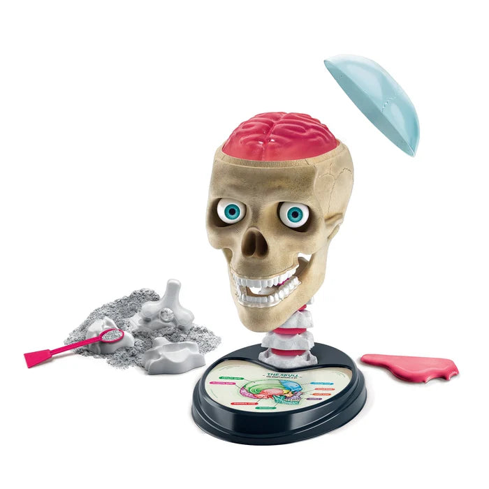 Science & Play - Crazy Anatomy