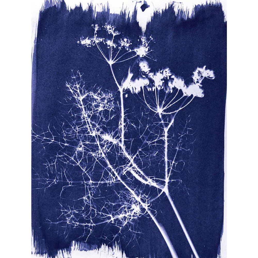 Jacquard Cyanotype Set