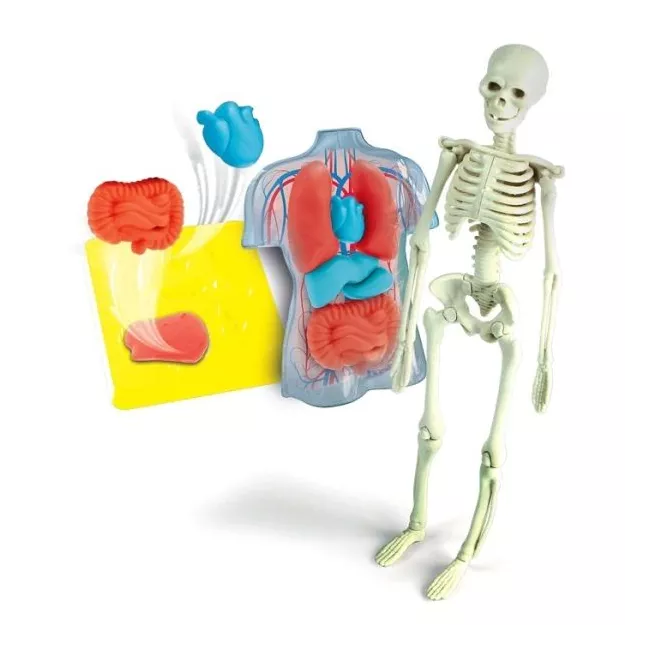 Model skeleton with internal organs and muscles displayed on a white background