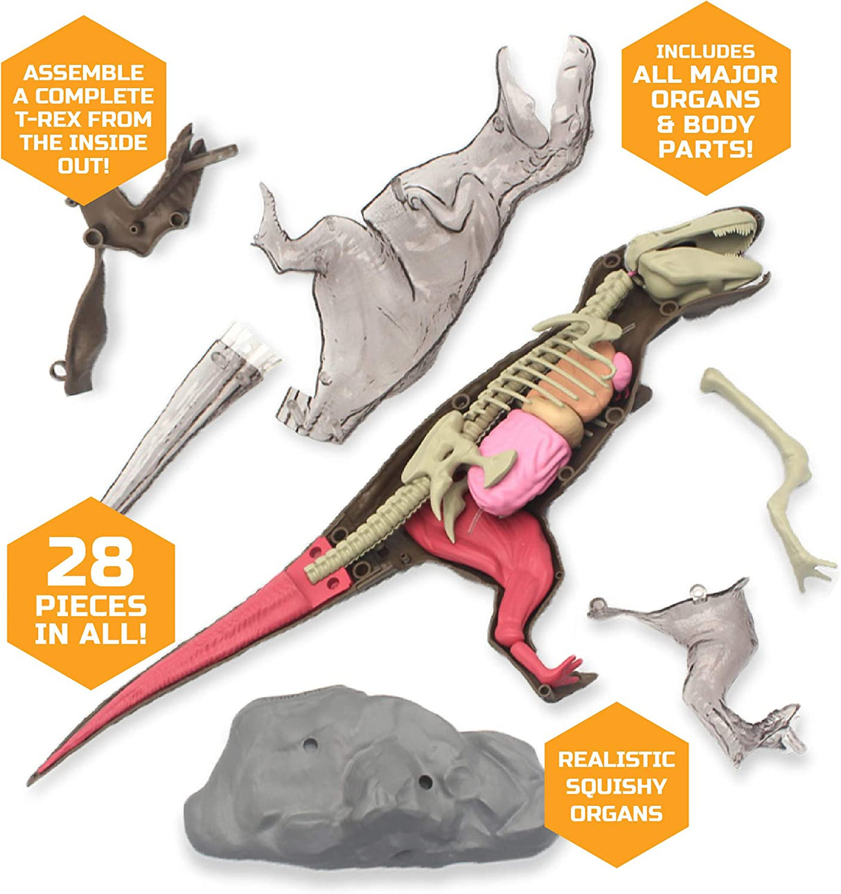 Toy AnatomyT-Rex Kit