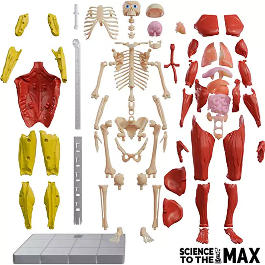 Science to the Max Interactive Human Body Model