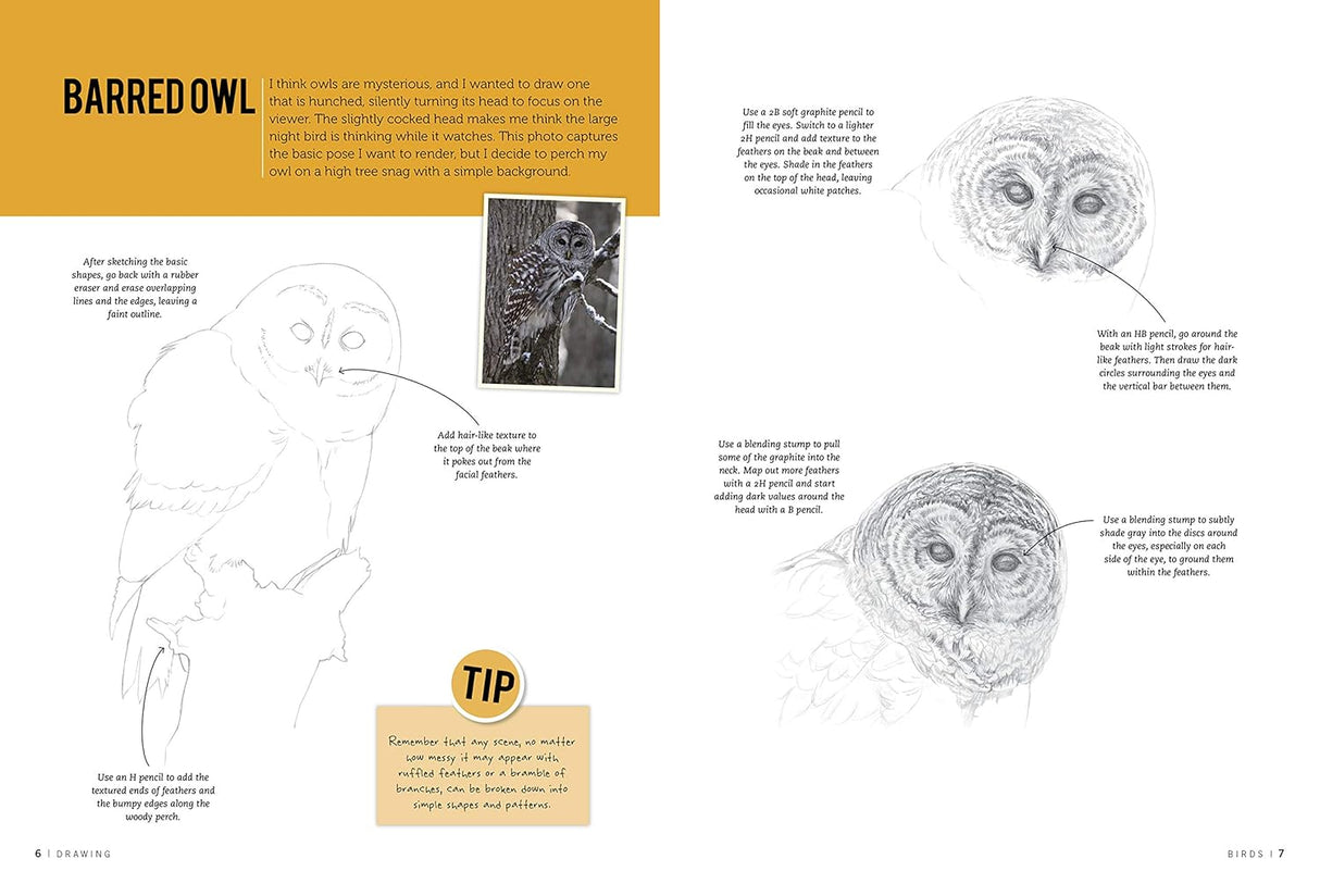 Drawing Birds: Learn to Draw Step by Step Book