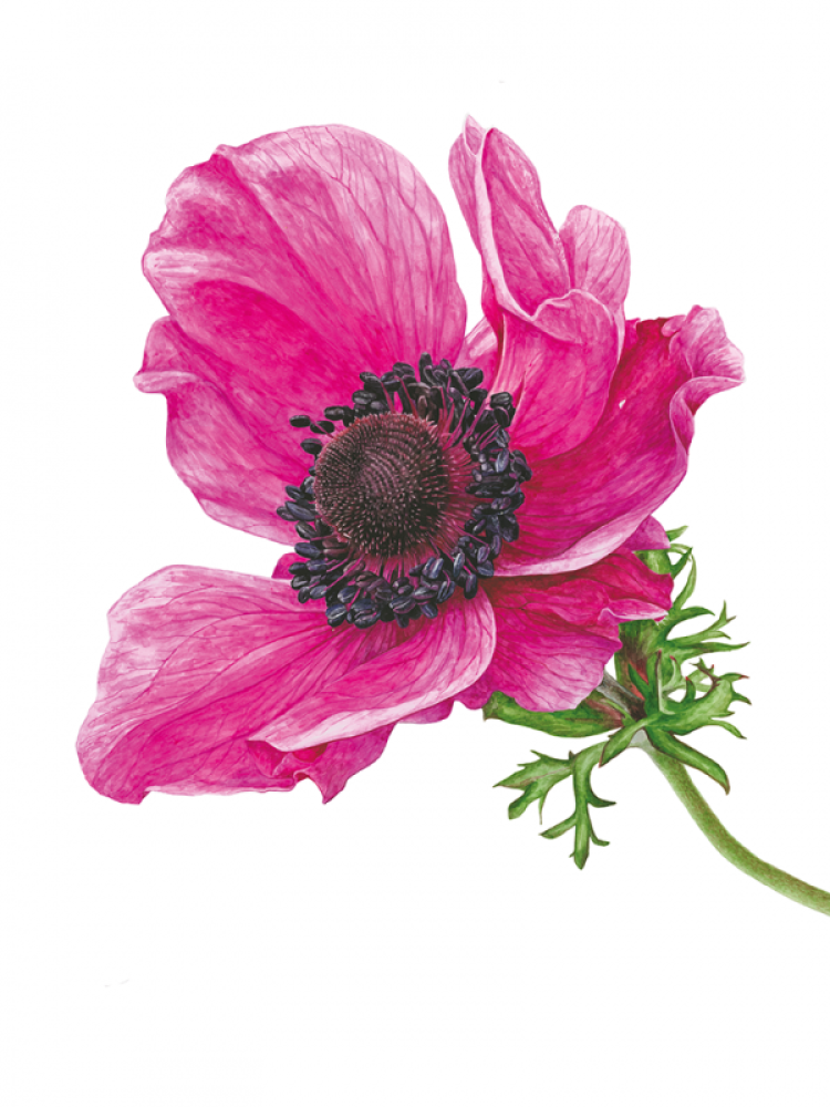 Anna Manson's Watercolour World Softcover Book