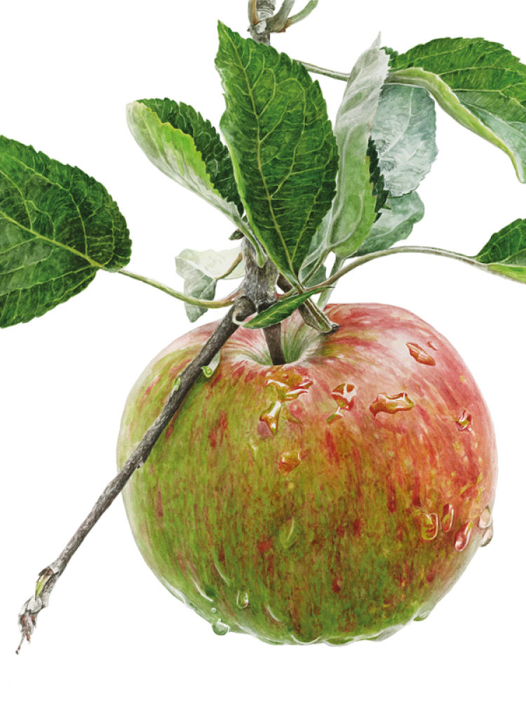 Anna Manson's Watercolour World Softcover Book