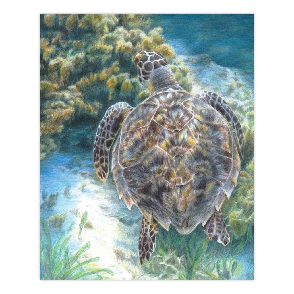 Colour Pencil By Numbers - Sea Turtle