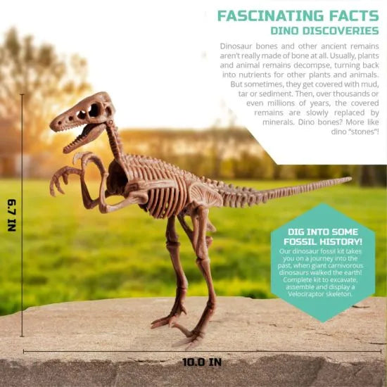 Dinosaur Excavation Kit Skeleton 3D Puzzle -Veloci