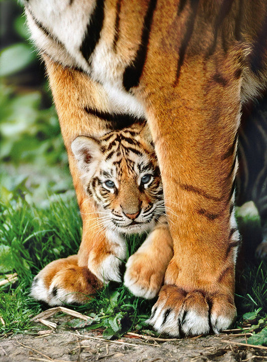 Bengal Tiger Cub & Mother 500 Piece Jigsaw Puzzle