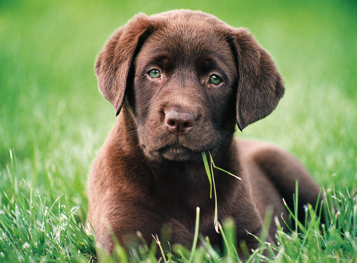 Chocolate Puppy 500 Piece Jigsaw Puzzle