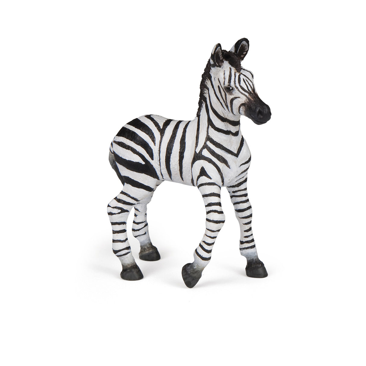Zebra Foal