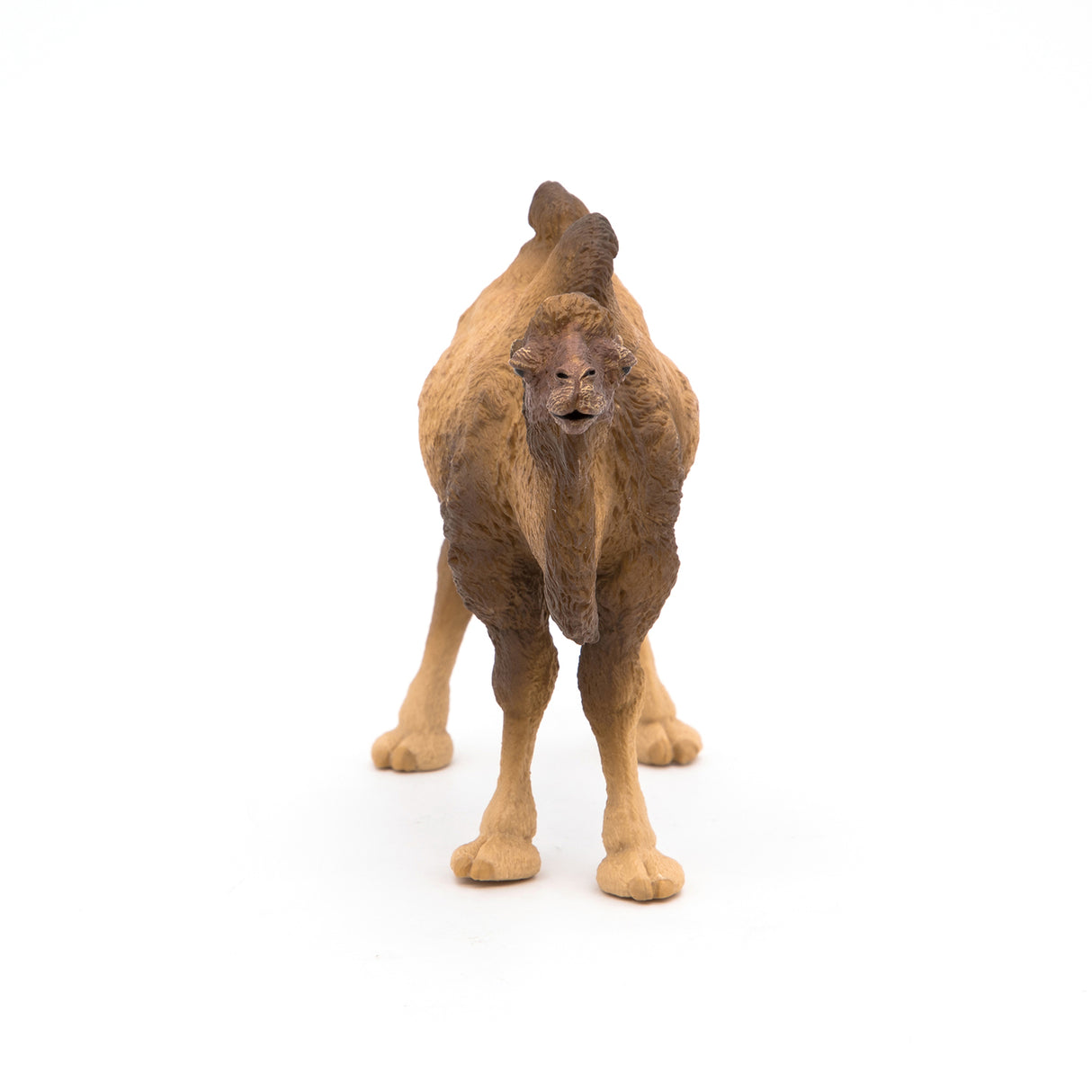 Bactrian Camel