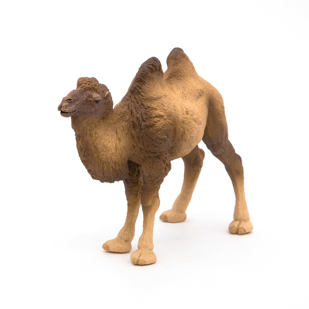 Bactrian Camel