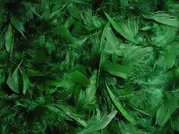 Feathers - Green (200)