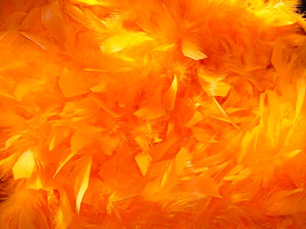 Feathers - Orange (200)