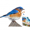 I AM BLUEBIRD 300pc