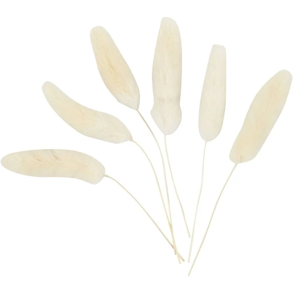 Bunny Tail Grass (6 Pack)