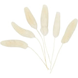Bunny Tail Grass (6 Pack)