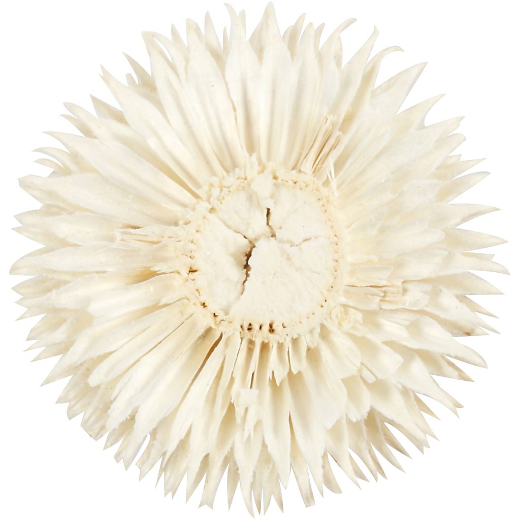 Dried Flower Heads