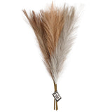 Pampas grass
