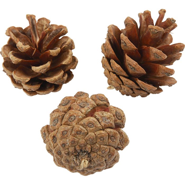 Pine Cones 500g