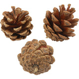 Pine Cones 500g