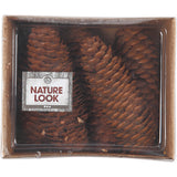 Abies Cone