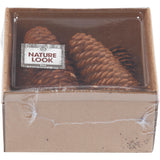 Abies Cone