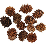 Collection of brown pine cones on a white background
