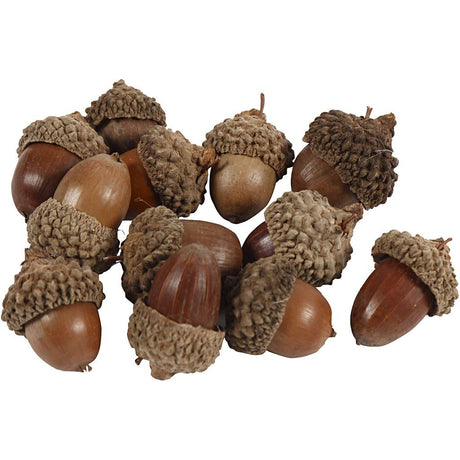 Acorns with Cup (12 Pack)