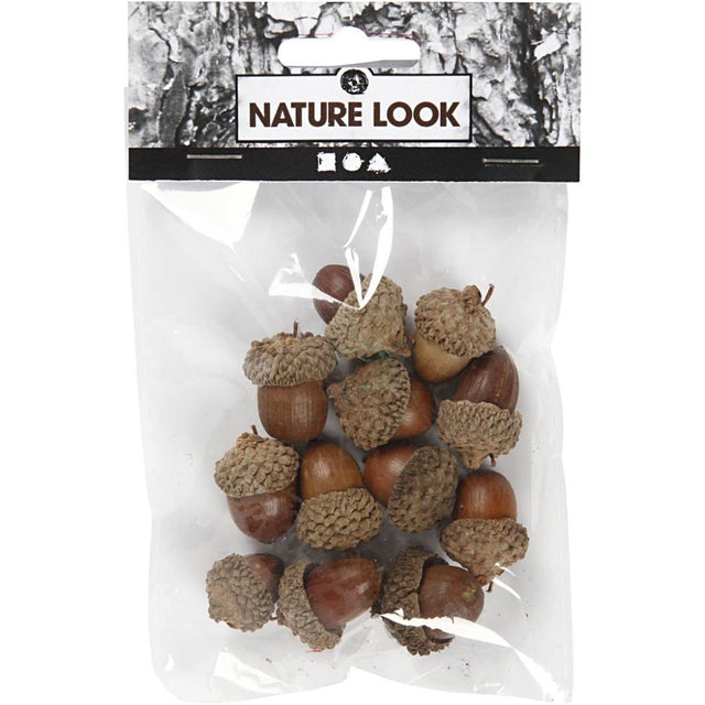 Acorns with Cup (12 Pack)
