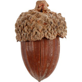 Acorn