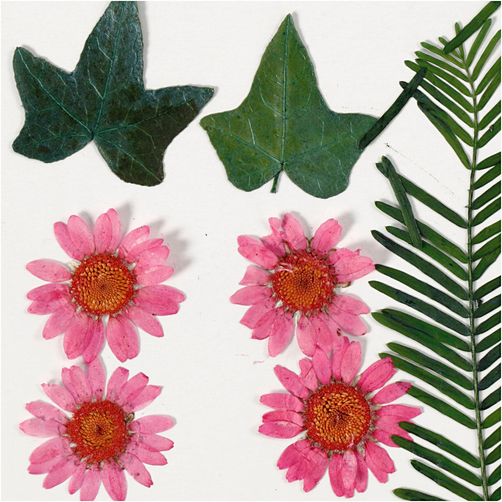 Pressed Flowers and leaves
