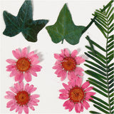 Pressed Flowers and leaves