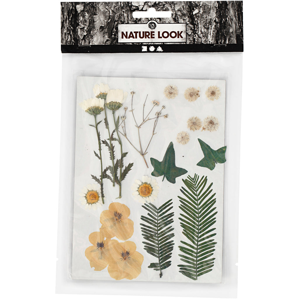 Pressed Flowers and leaves