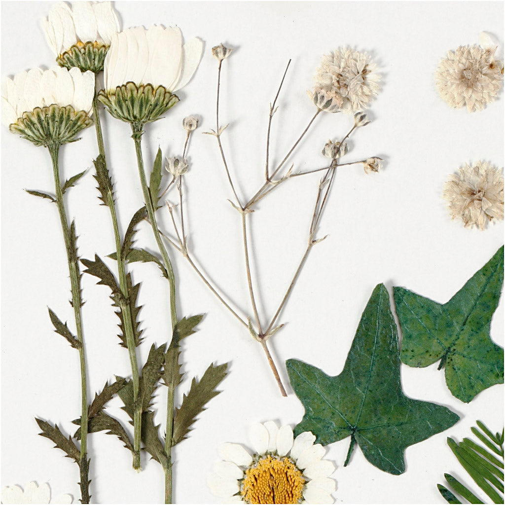 Pressed Flowers and leaves