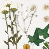 Pressed Flowers and leaves