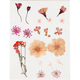 Pressed Flowers and leaves