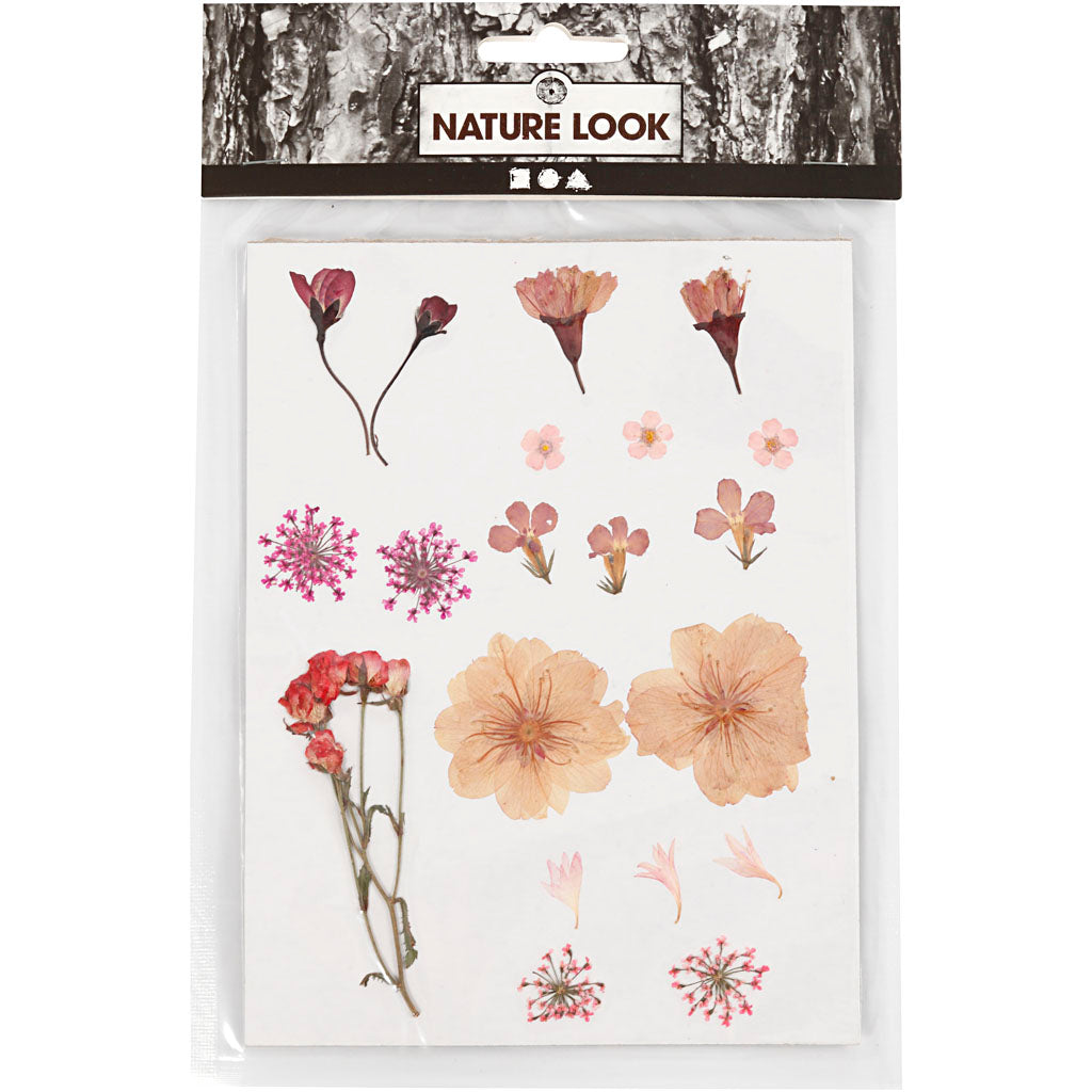 Pressed Flowers and leaves