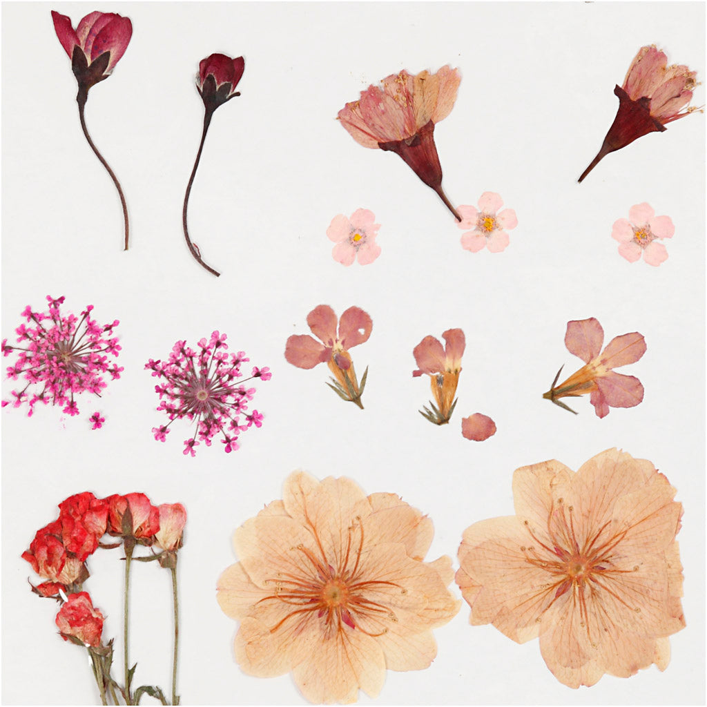Pressed Flowers and leaves