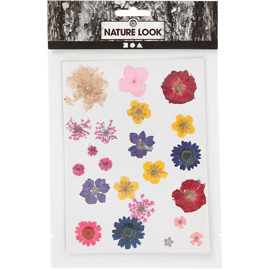 Pressed Flowers and leaves
