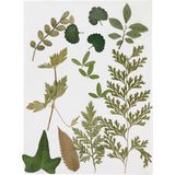 Pressed Flowers and leaves