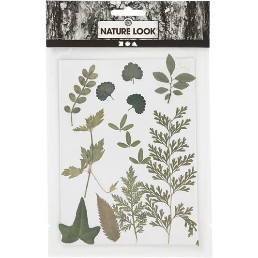 Pressed Leaves, Green, 1 Pack