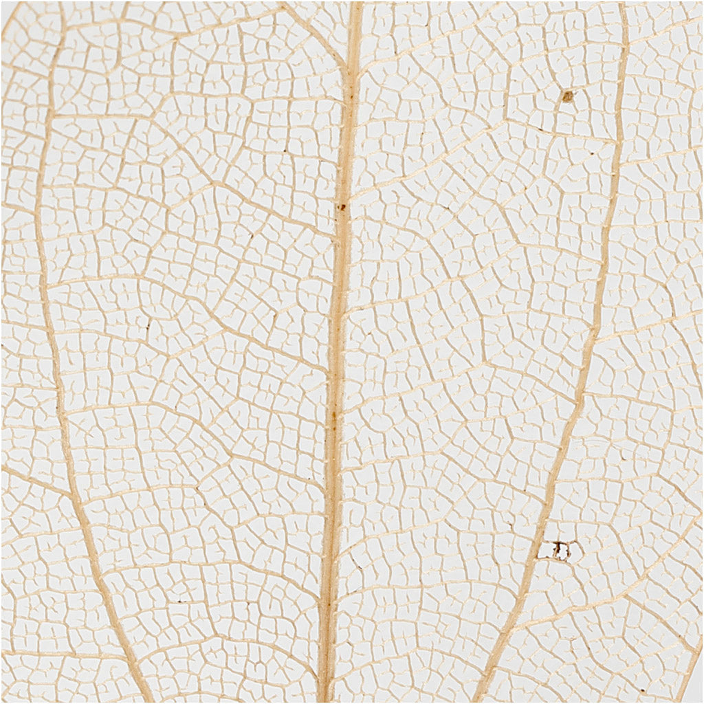 Skeleton leaves